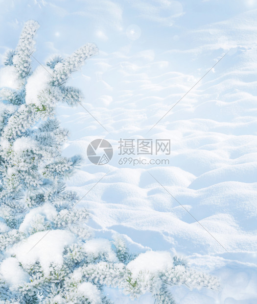 寒冷的阳光明日寒冷的冬月风景边有白雪贴近和滑的白树枝在自然户外的森林中有雪背景复制空间以蓝色刻着图片