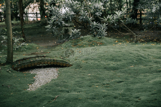 美丽的植物公园图片