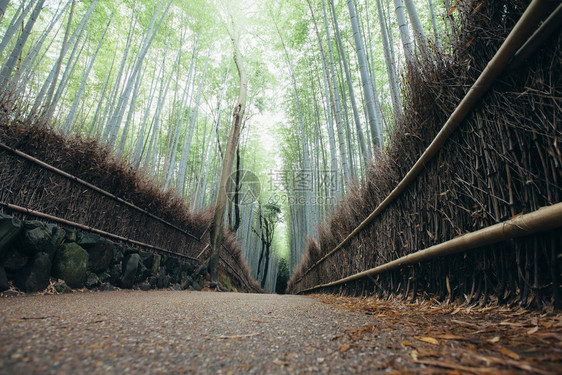 森山中的高大竹林图片