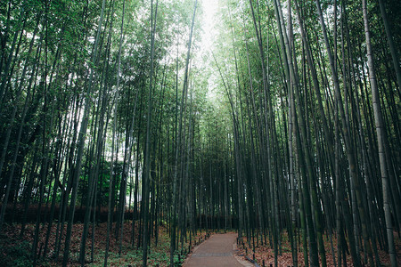 森山中的高大竹林图片