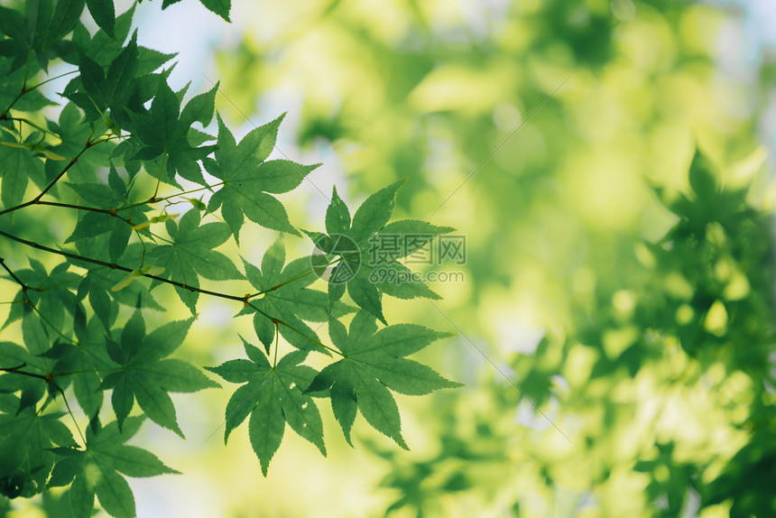 森山中的竹林树叶图片