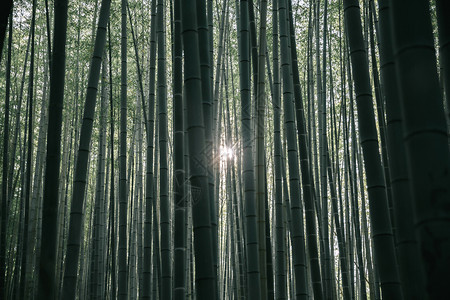 森林里的竹林植被图片