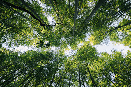 森林里的竹林植被图片