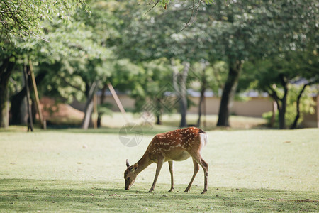 纳拉省花园的日本鹿图片