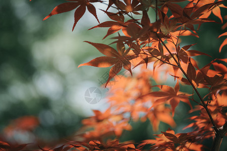 秋天里的枫叶图片