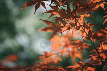 秋天里的枫叶背景图片