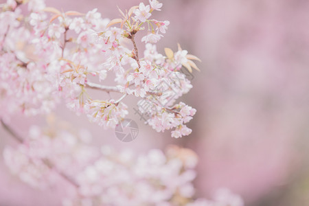 粉红色的美丽樱花图片