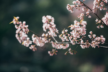 粉红色的美丽樱花图片