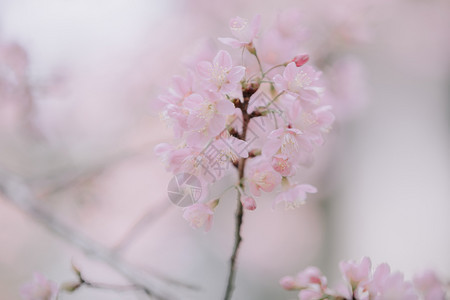 樱花在樱桃树枝上图片