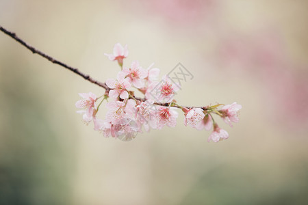 樱花在樱桃树枝上图片
