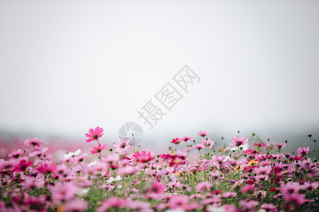 遍地开花的彩色花朵背景图片