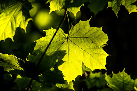 后光以秋色显示的淡绿叶图片