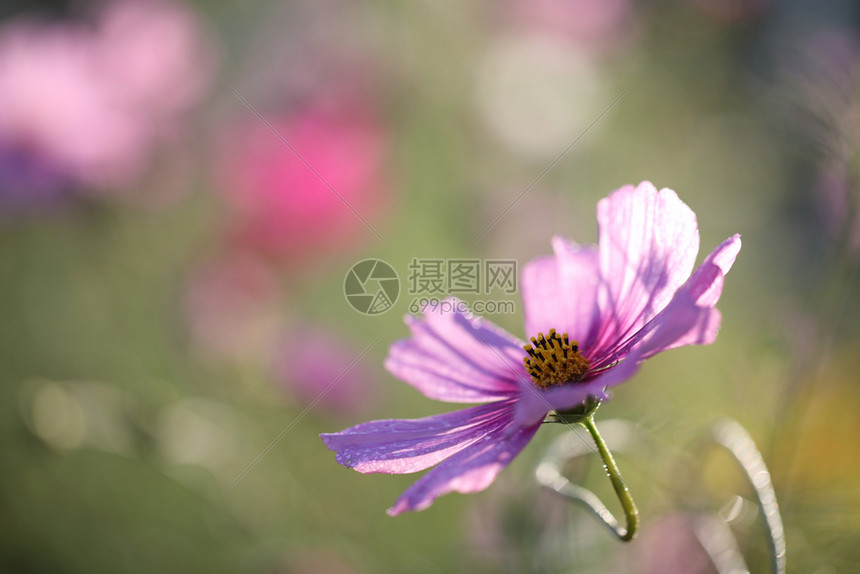 在自然界中的花朵图片