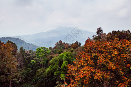 绿红秋林和大山图片