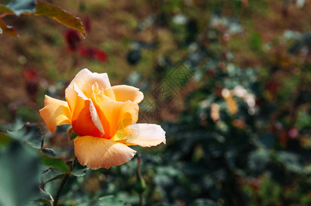 单黄色红玫瑰花和绿叶图片