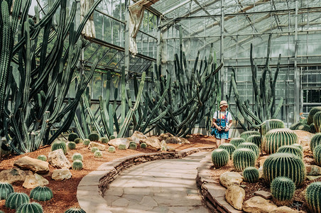 室内的仙人掌植物图片