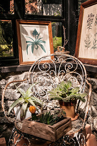 室内中椅子上的仙人掌植物图片