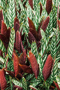 绿色叶白条斑热带树植物自然形态图片