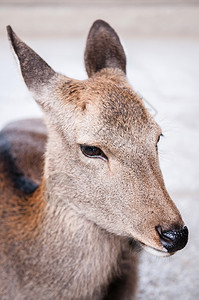 在日本纳拉的鹿图片