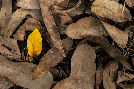 棕色和黄的干秋叶地上细纹理图片