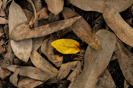 棕色和黄的干秋叶地上细纹理图片