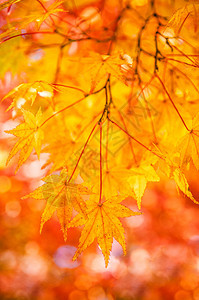 秋叶在冈山城堡公园冈山日本图片