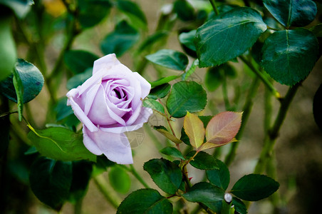 紫玫瑰有叶子的单紫玫瑰图片
