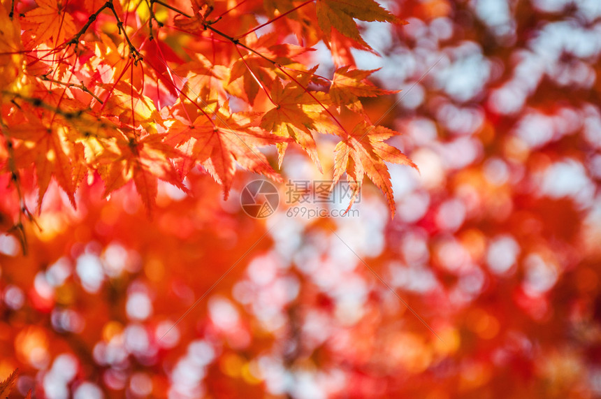 秋天在日本的红色和黄紫叶图片
