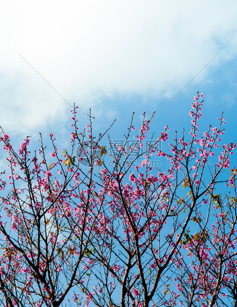 萨库拉樱花泰万桃青春的蓝色季天空在伊西加基岛OKINAWjapn图片