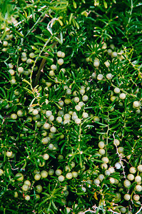 在花园里加浆果的朱尼伯灌木junipers水平mounch或jiperscomnuis图片