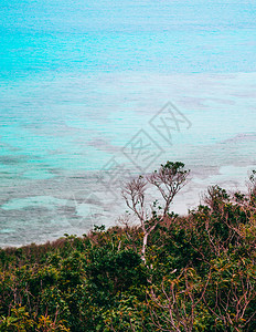 清春初在库里马岛的悬崖上植树图片