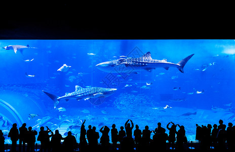 简生活2013年jan28013nahokinwjpn人们在著名的旅游景点churami水族馆观赏鲸鲨背景