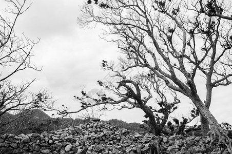 古苏城堡的石墙废墟只剩下干枯的树黑白纳哈霍基那瓦雅潘图片