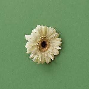 一朵白色的雪贝拉花被绿色背景所隔离开花的概念平地白色的雪贝拉花被绿色背景所隔离图片