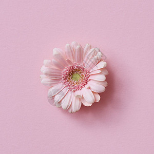 粉红色的花朵最小春天概念平铺母亲和日或行进8的邮卡粉红色的花朵背景的花朵概念图片