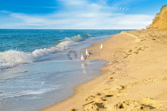 沙滩海鸥蓝天空美丽的海景图片