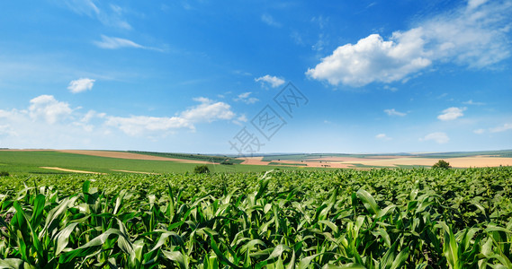明亮的绿色玉米田和蓝的天空有光积云农业景观宽广的照片图片