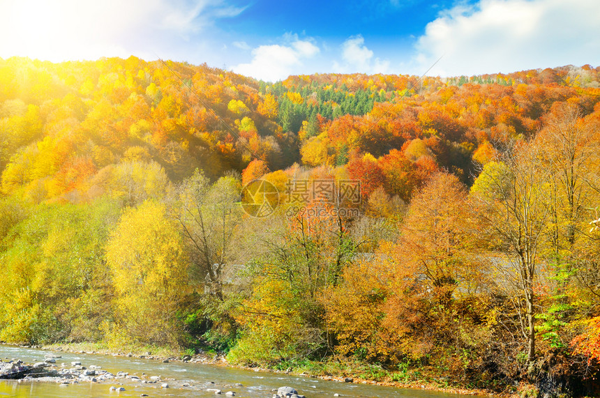 喀尔巴阡山脉黄林和河的坡明亮秋天风景图片