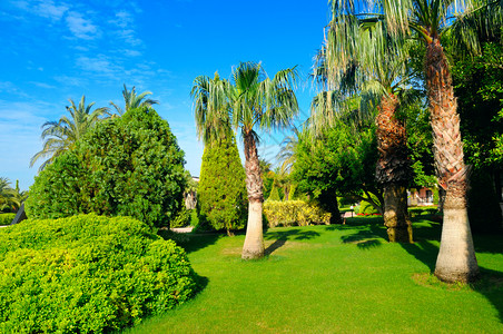 有棕榈树和绿草坪的热带花园阳光明媚的日子背景