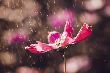 以雨滴关闭日落背景的花朵图片