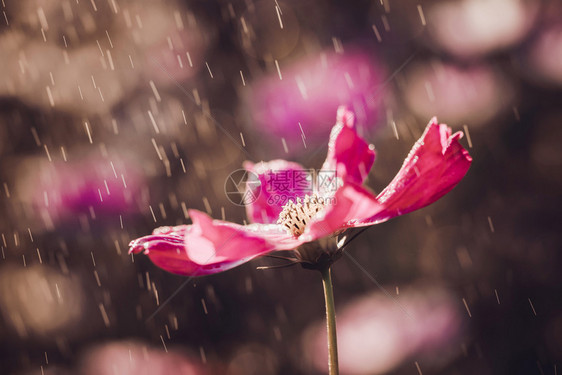 以雨滴关闭日落背景的花朵图片