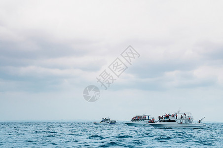 在冲绳县那霸多云的天气里游船在海上等待观赏鲸鱼图片