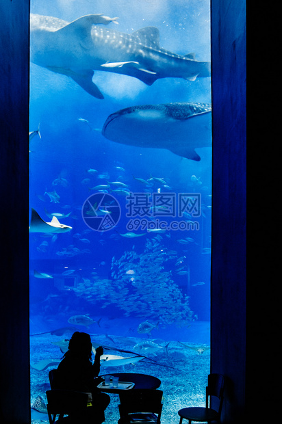 2013年jan28013nahokinwjpn人们在著名的旅游景点churami水族馆观赏鲸鲨图片