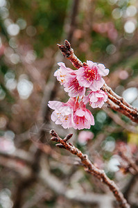 春季在科里岛Kouri岛的自然背景下图片
