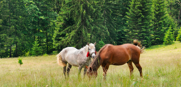 一对漂亮的马正在森林草原上放牧夏天阳光明媚的一宽阔照片图片