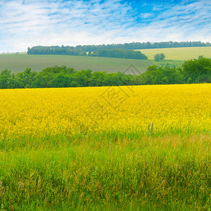 盛开的菜籽田地和蓝天空云彩明亮农业风景图片