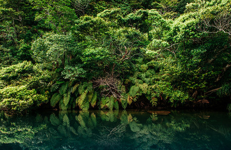 Rurchi河Iromte岛热带红树林的美丽风景图片