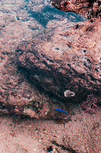 霍希祖纳海滩伊罗莫特岛okinaw雅潘热带岛屿有岩石海滩图片