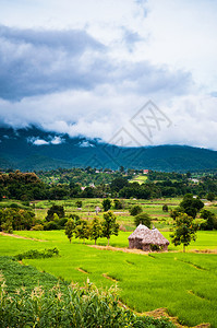 雨季时清莱泰国的绿稻田图片