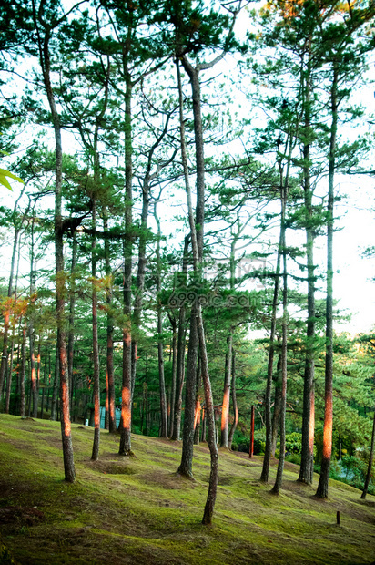 美丽的松树林景色夏季或春在巴古约冷松岛海豚山丘或春日出图片